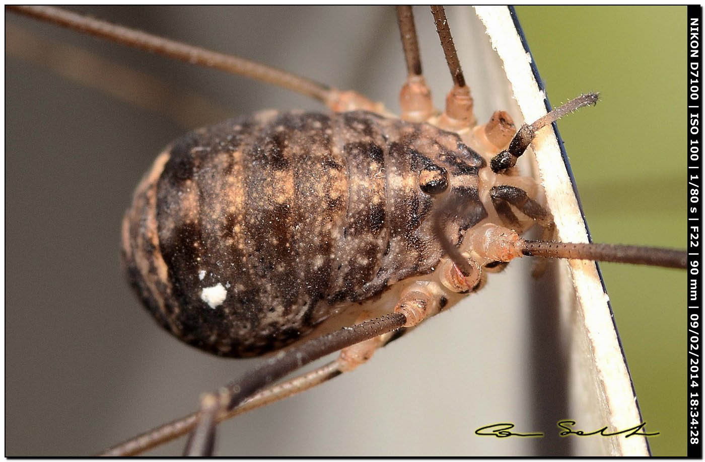 Nelima sp. ♀
